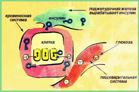 Процесс утилизации клетками тканей глюкозы из плазмы крови, нарушающийся при СД2
