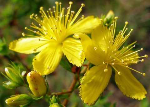 Растение для стабилизации сахара Растение для стабилизации сахара