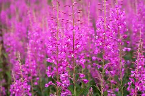 Растение иван-чай, кипрей или хаменерий узколистный Растение иван-чай, кипрей или хаменерий узколистный