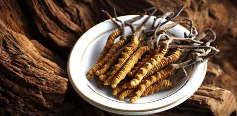 Растение – насекомое - кордицепс Растение – насекомое - кордицепс