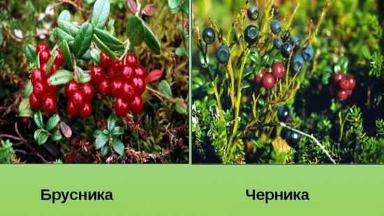 Лесные ягоды