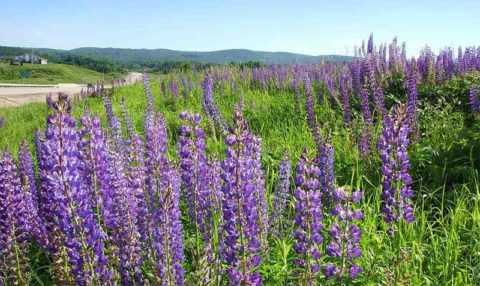 Растительные средства для снижения глюкозы в крови Растительные средства для снижения глюкозы в крови