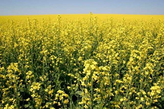 Рыжик посевной