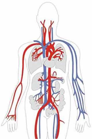 Сердечно сосудистая система