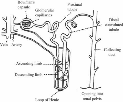 Схема тубулярного аппарата почки – мишени для применения нового препарата от диабета.