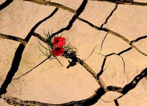 Сильная жажда – попытка организма скорректировать уровень гликемии Сильная жажда – попытка организма скорректировать уровень гликемии