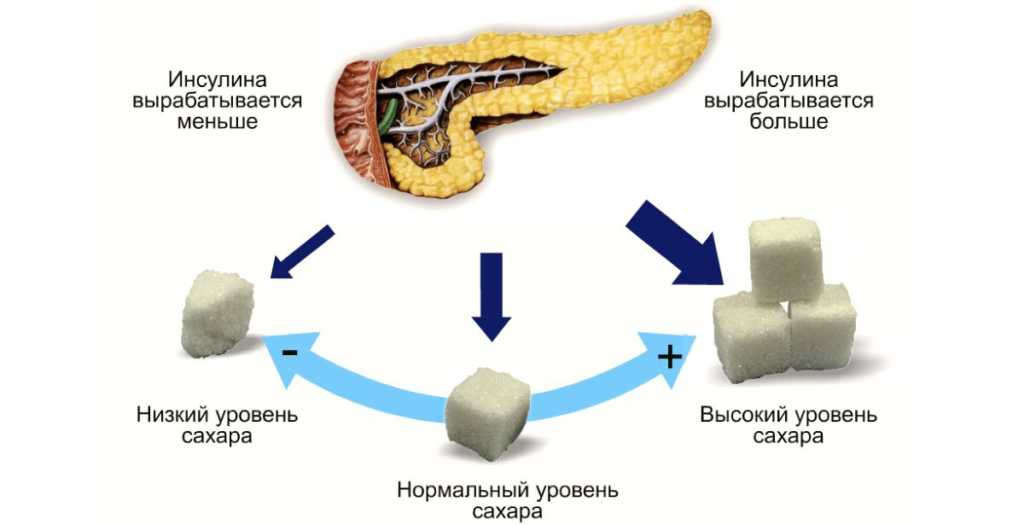 синтез инсулина