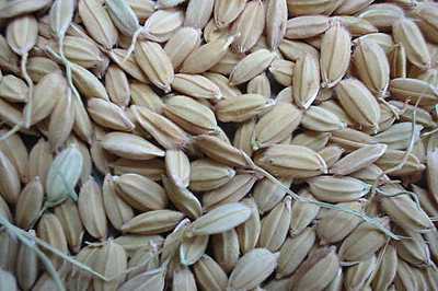 Смолотые семена риса посевного