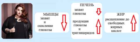 Снижение чувствительности клеток мышц, печени и жировой ткани к инсулину – причина образования СД2 Снижение чувствительности клеток мышц, печени и жировой ткани к инсулину – причина образования СД2