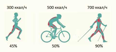 Сравнительная характеристика энергозатратности и вовлечения в работу мышечных групп Сравнительная характеристика энергозатратности и вовлечения в работу мышечных групп