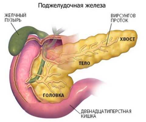 Строение поджелудочной железы.