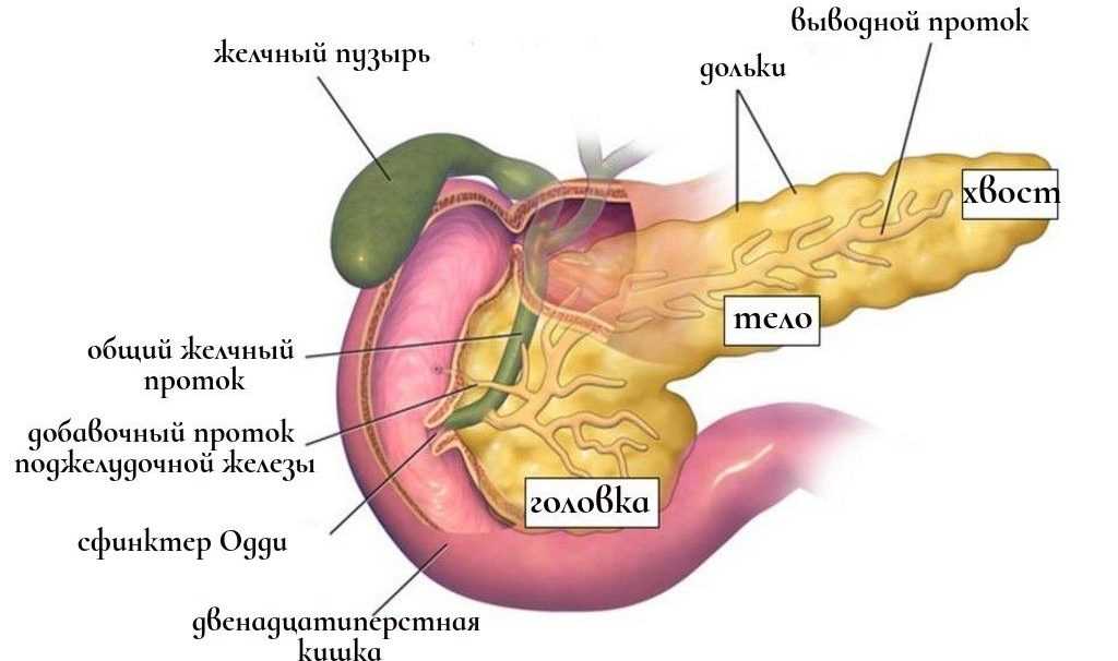 строение поджелудочной