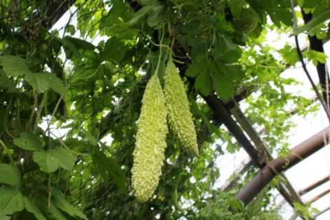 Существуют сорта момордики, устойчивые к резким перепадам температуры и холодам.