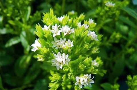 Так выглядит «медовая трава»