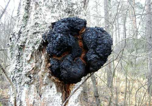 чага на березе