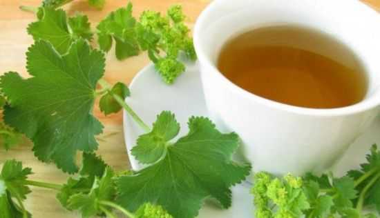 Чай из манжетки