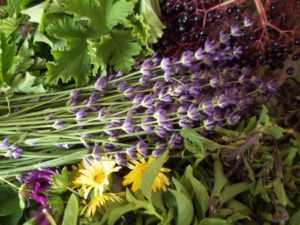 лечебные травы