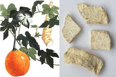 Трихозант Кириллова (корень)