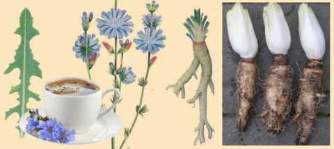 Цикорий обыкновенный и цикорий салатный (эндивий)