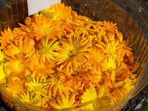 Цветки календулы для настоя Цветки календулы для настоя