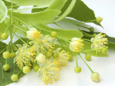 Цветок липы. Цветок липы.