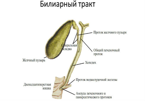 Билиарный тип патологии