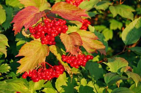 Употребление калины поможет сохранить здоровье и жизненный тонус на долгие годы.