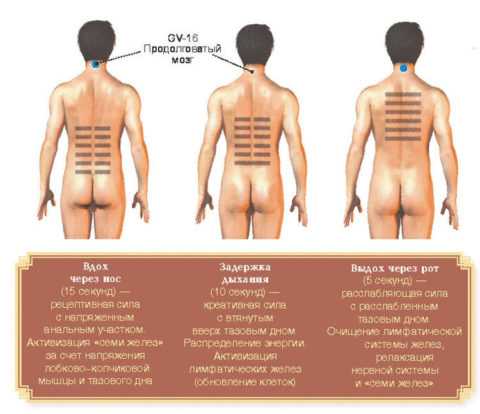 Упражнение Олень для мужчин и женщин напоминает упражнения Кегеля