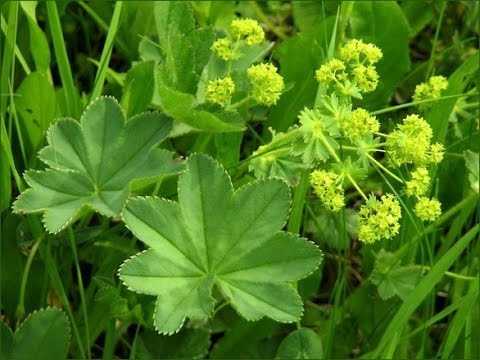 Важный компонент при заболевании