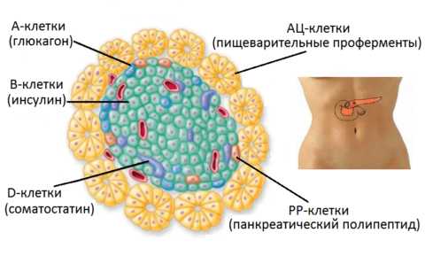 Вещества, вырабатываемые разными клетками поджелудочных островков Лангерганса Вещества, вырабатываемые разными клетками поджелудочных островков Лангерганса