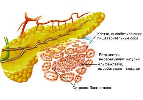 строение внутреннего органа