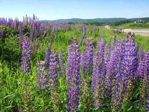 Во многих регионах заготавливается для кормления животных