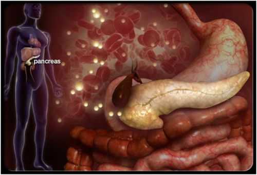 Поджелудочная железа