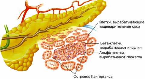 Выработка инсулина производится β-клетками поджелудочной железы. Выработка инсулина производится β-клетками поджелудочной железы.