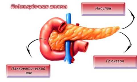 За выработку важного гормона отвечает поджелудочная железа. За выработку важного гормона отвечает поджелудочная железа.