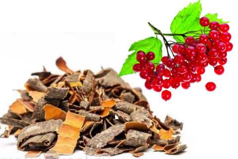 Заготавливать кору растения следует ранней весной, то есть в апреле или начале мая.