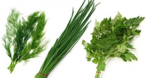 Зелень и специи в меню людей, больных диабетом Зелень и специи в меню людей, больных диабетом