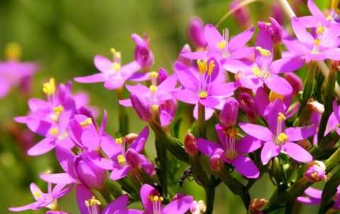 Золототысячник для отвара Золототысячник для отвара